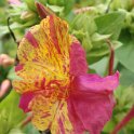 Mirabilis jalapa 'Bicolore' fleur